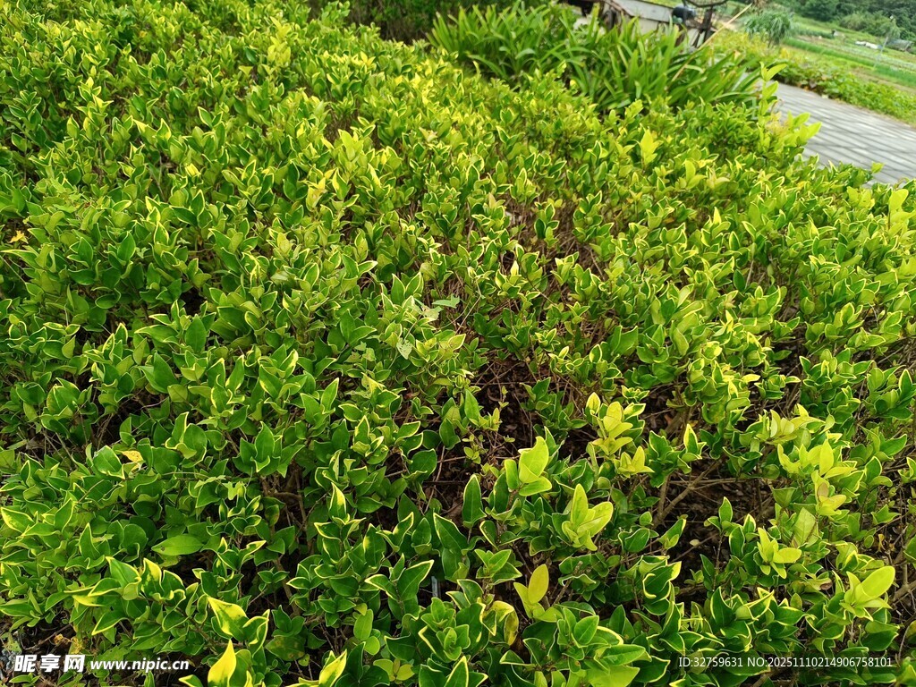 翠绿繁茂的灌木丛