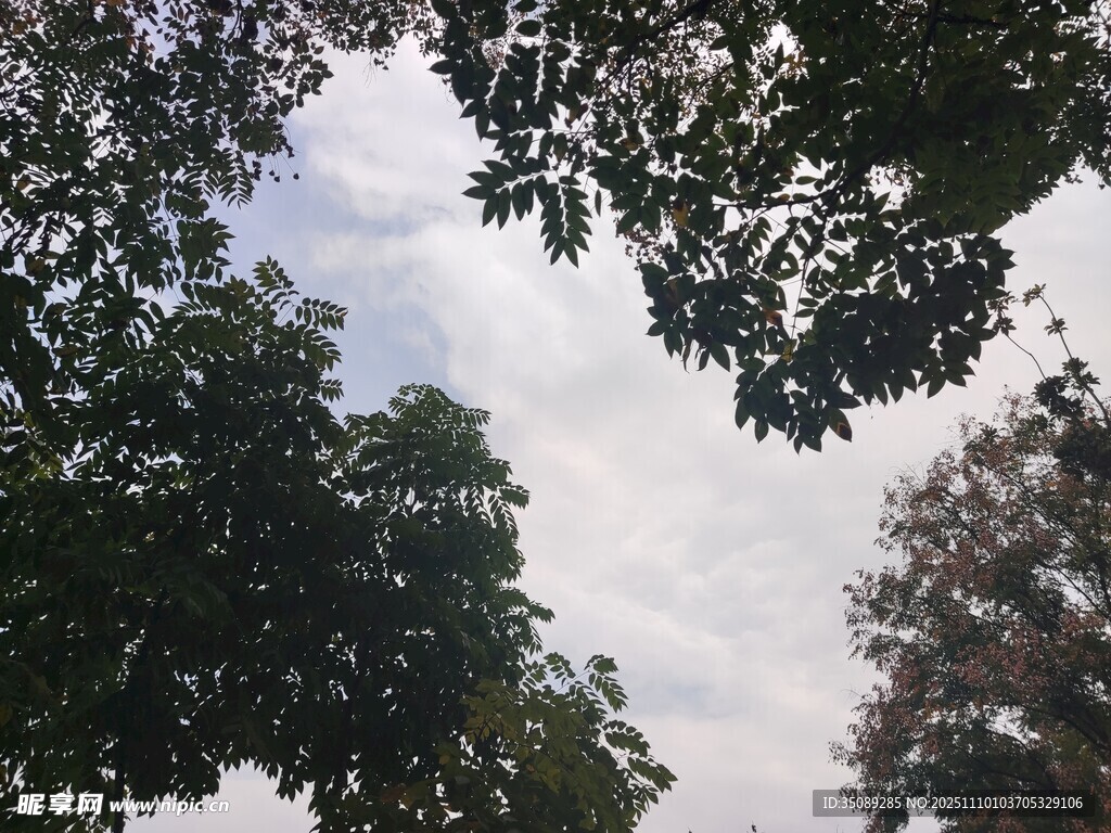 仰视树冠下的天空