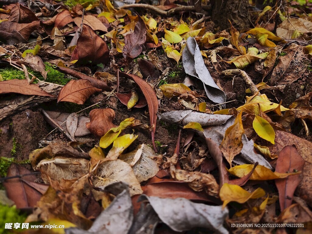 秋日落叶特写