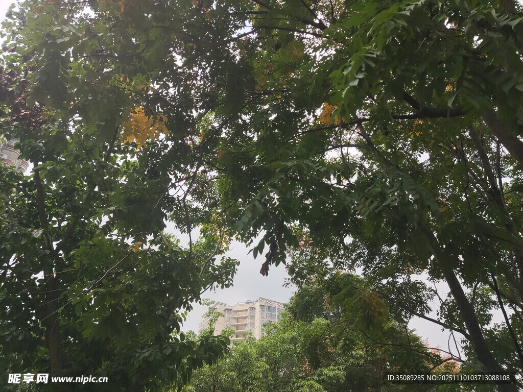 透过枝叶望远处建筑