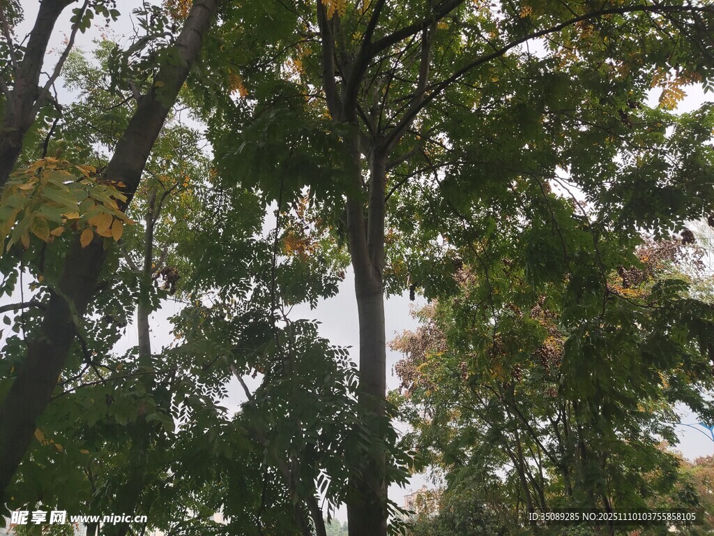 秋日树林中的繁茂树木