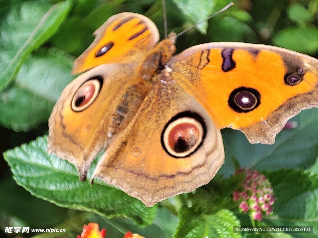 橙蝶停绿叶眼斑鲜明