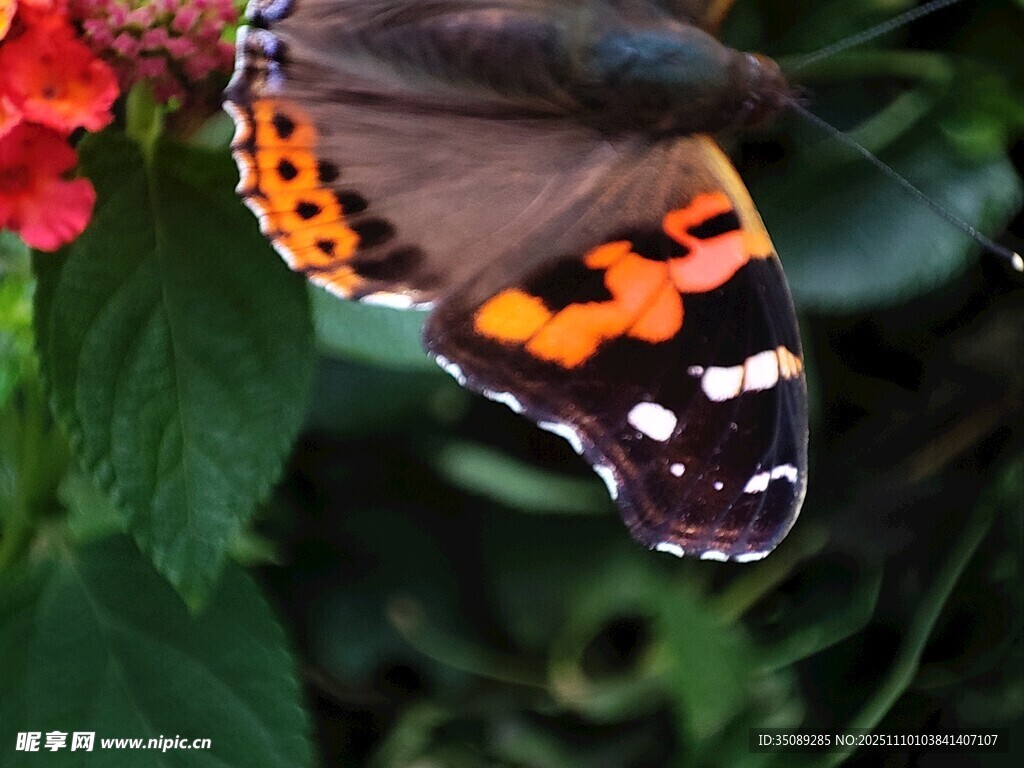 彩蝶停驻于鲜艳花朵上