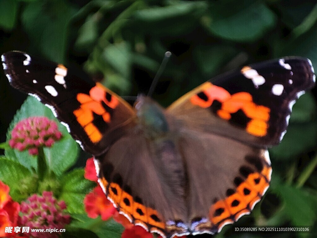 红蛱蝶停驻于鲜艳花朵