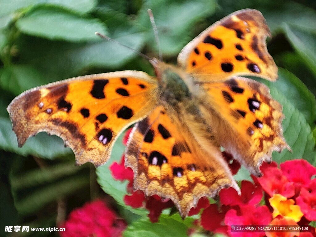 花上蝴蝶斑斓色彩之美