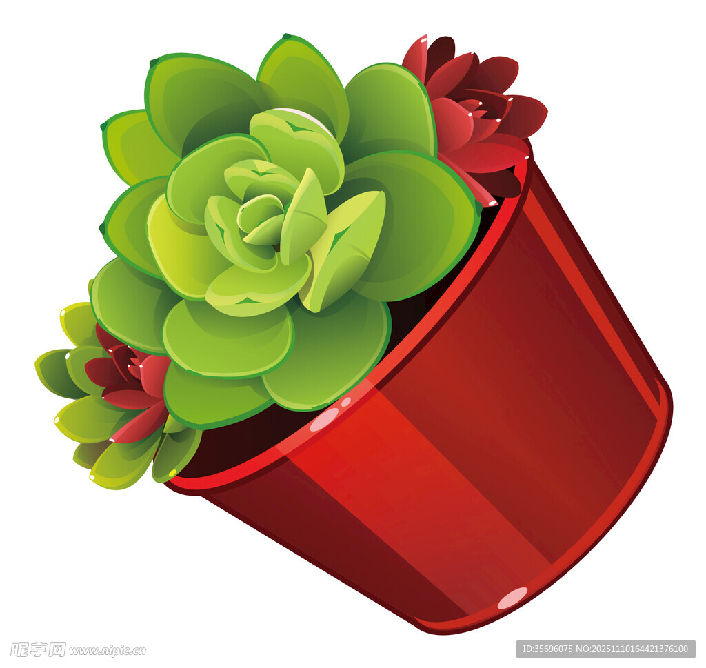 红色花盆中的可爱多肉