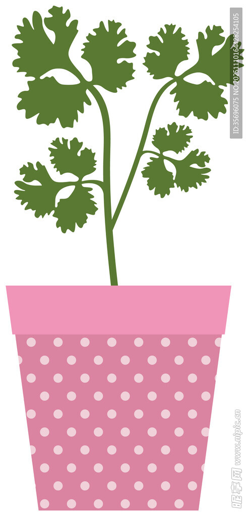 粉色波点盆中的香菜