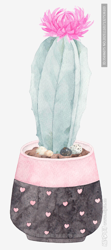 粉色花盆中的仙人掌