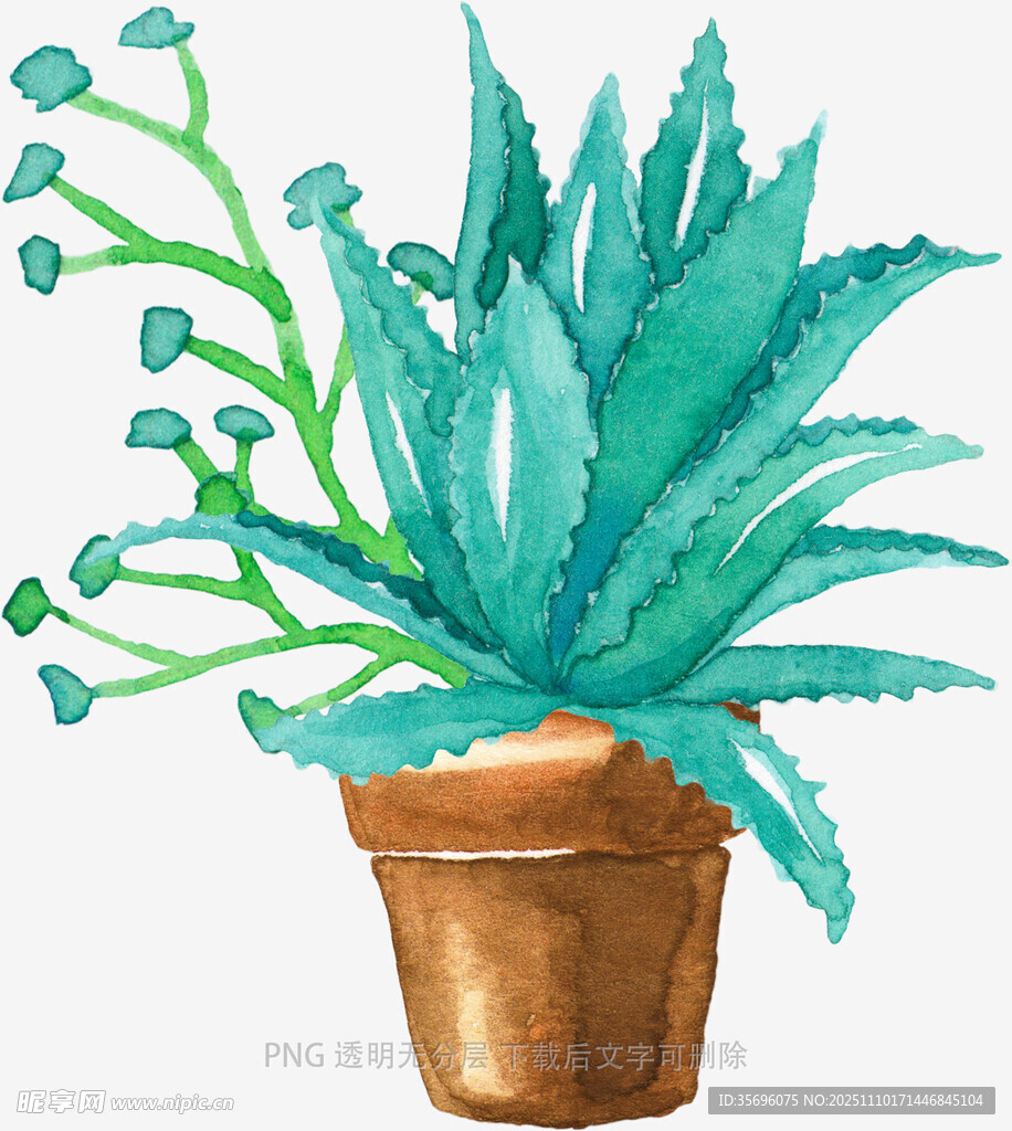 水彩风盆栽芦荟插画