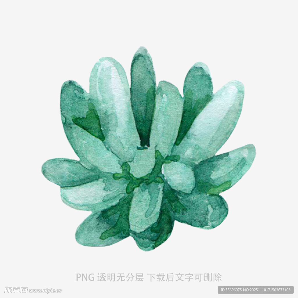 清新手绘多肉植物插画