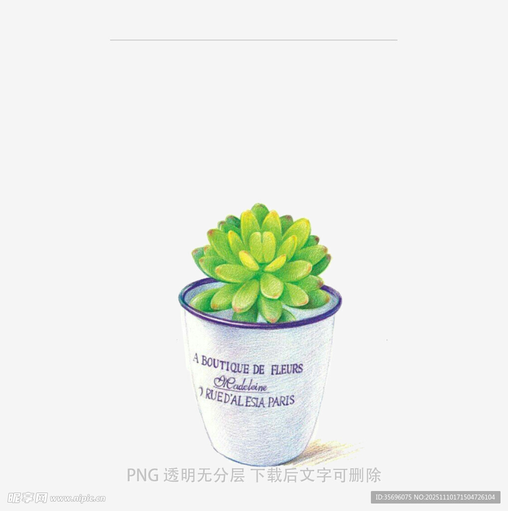 白色花盆中的翠绿多肉