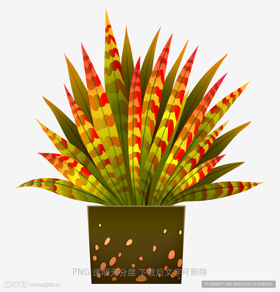 多彩斑纹芦荟盆栽