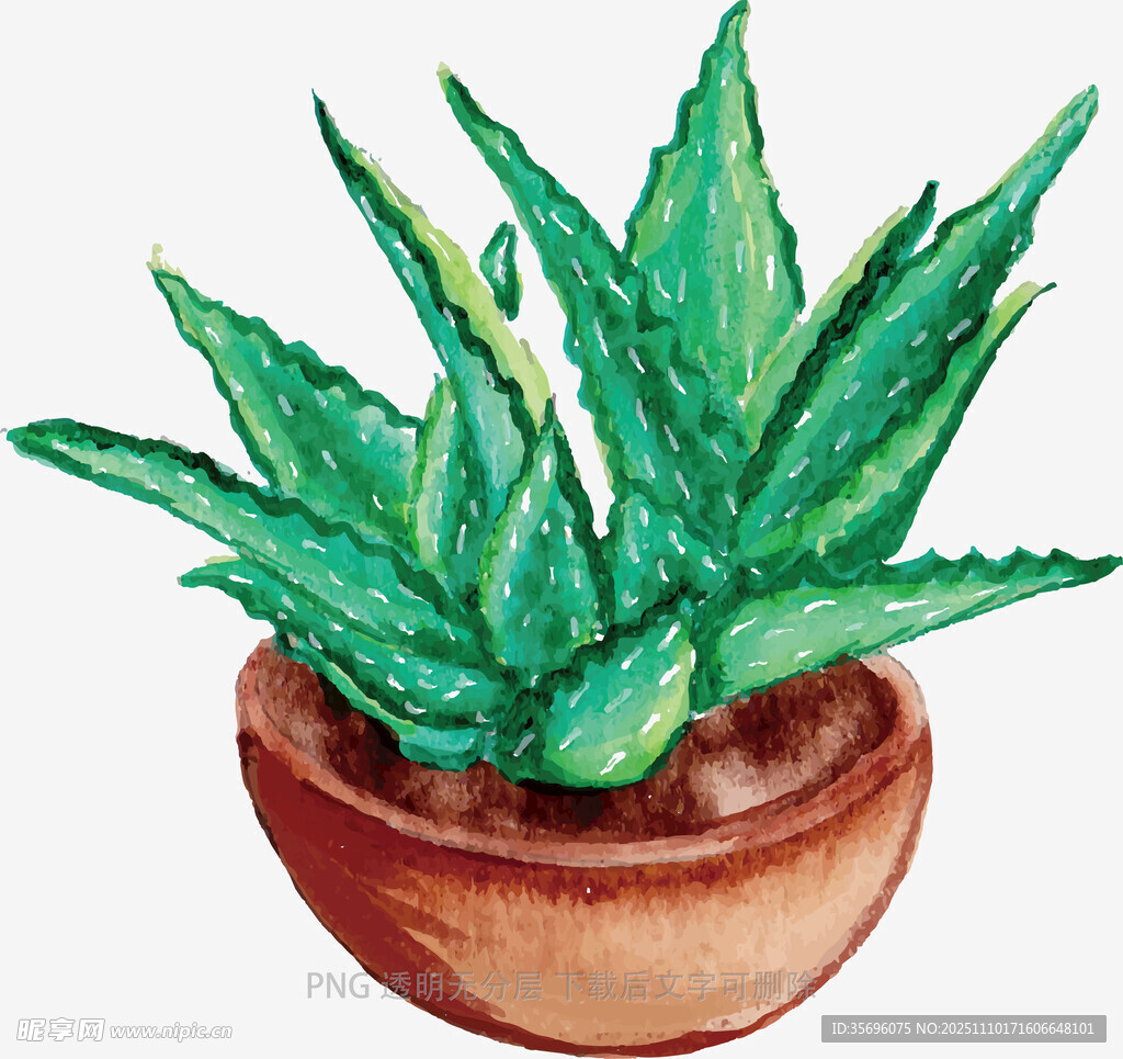 手绘盆栽芦荟