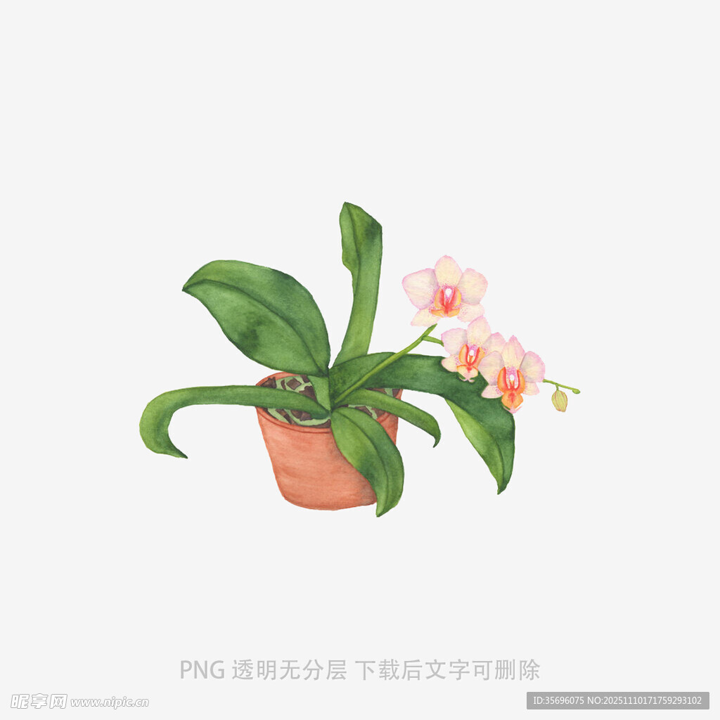 手绘粉色盆栽兰花