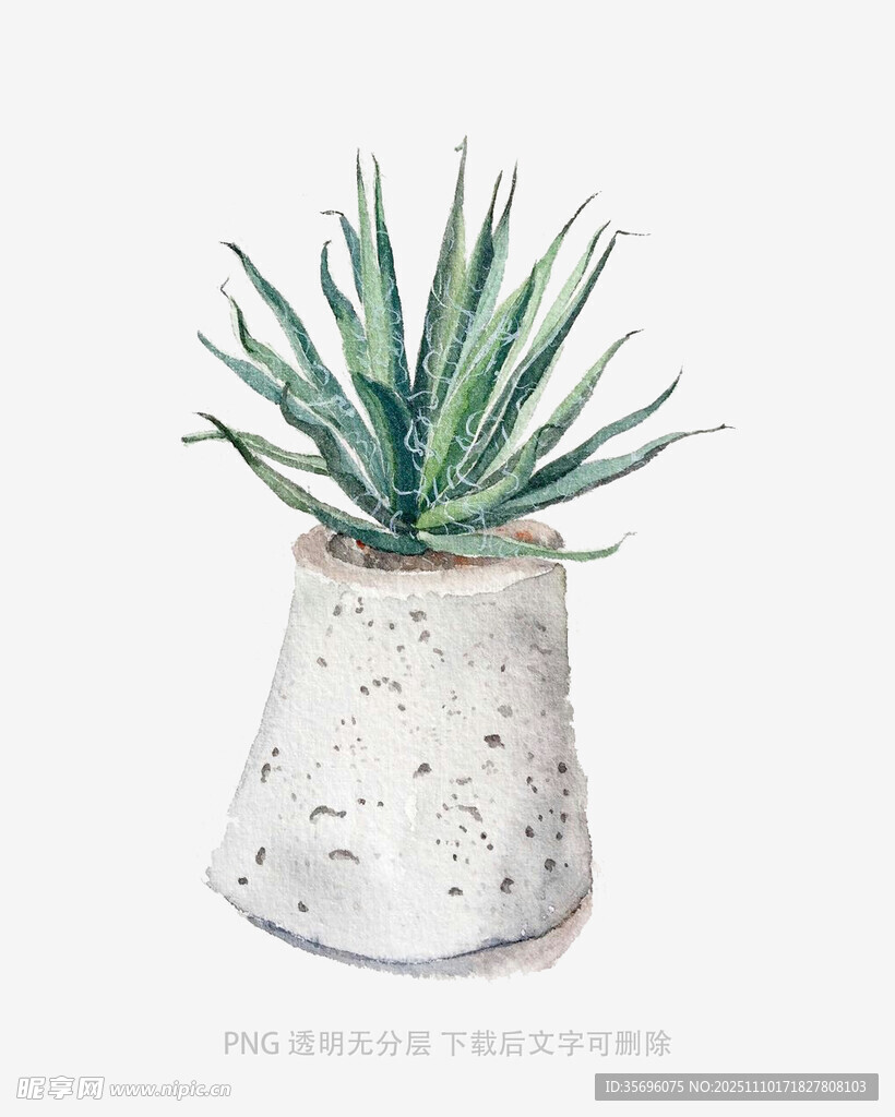 白色花盆中的翠绿芦荟