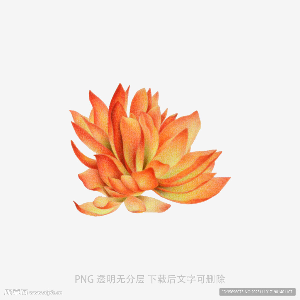 橙色多肉植物插画