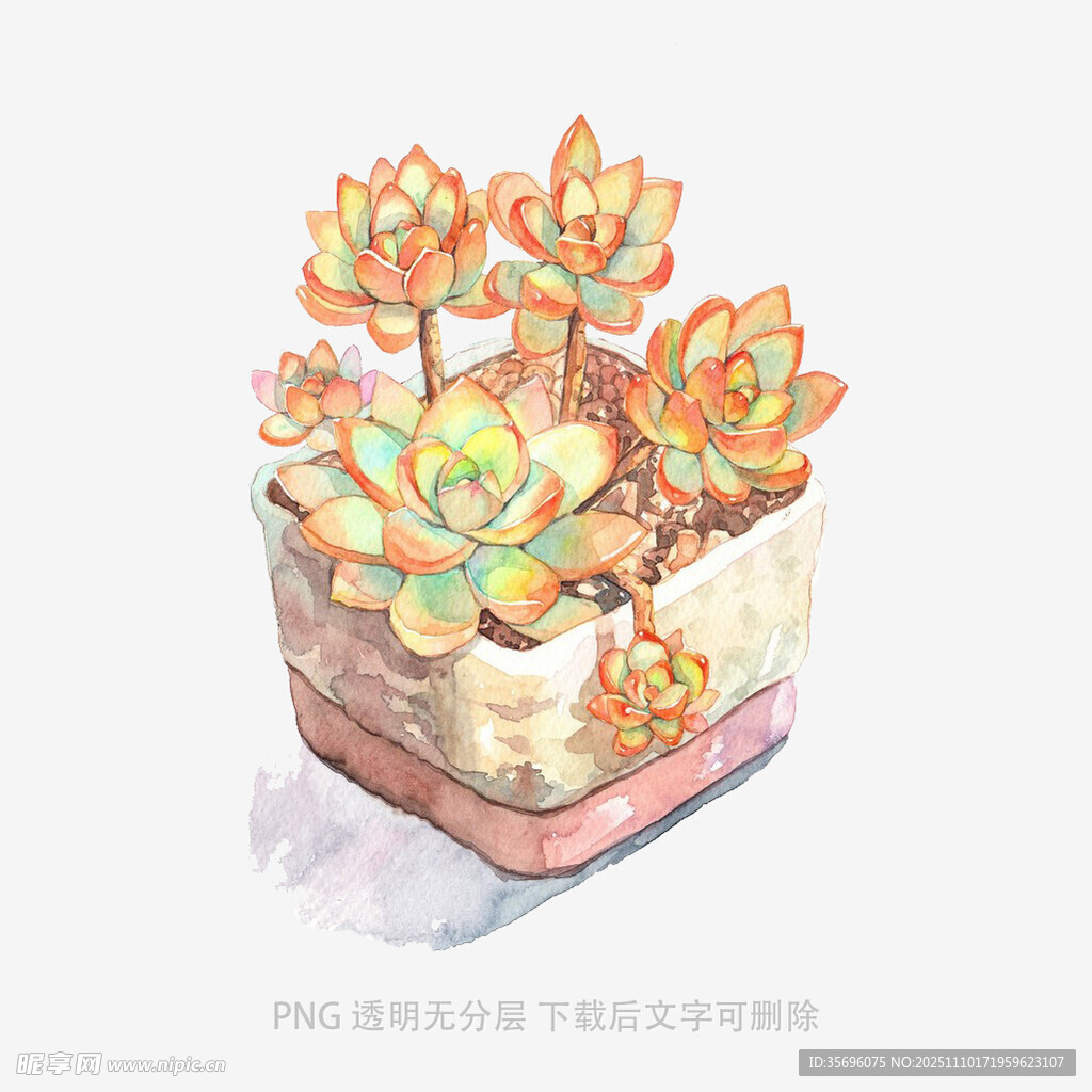 手绘多肉植物花盆