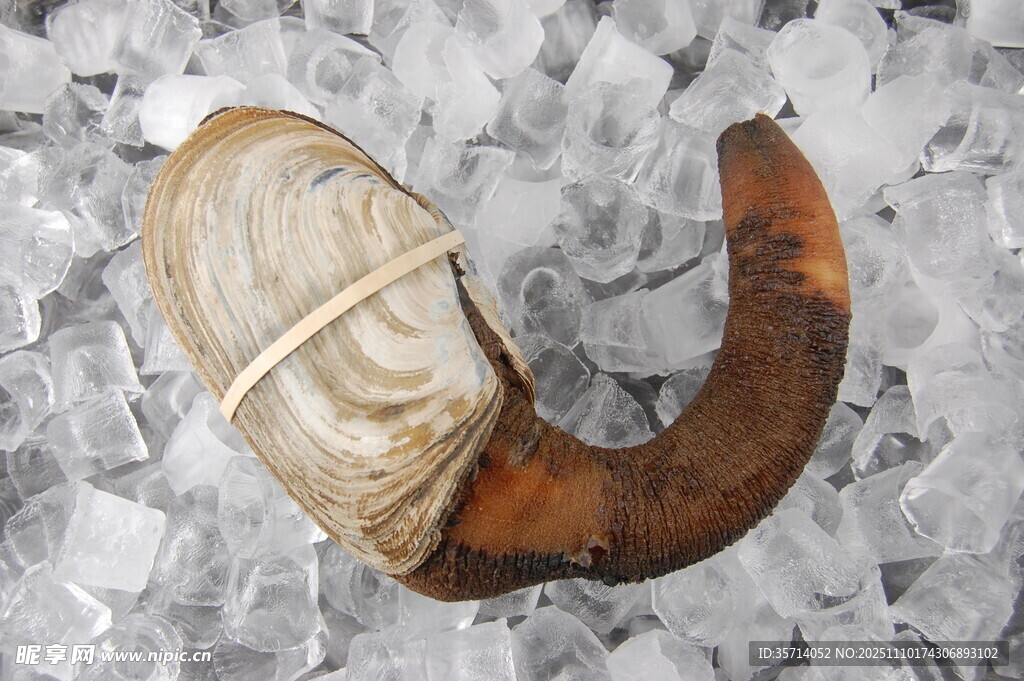 冰镇海螺肉