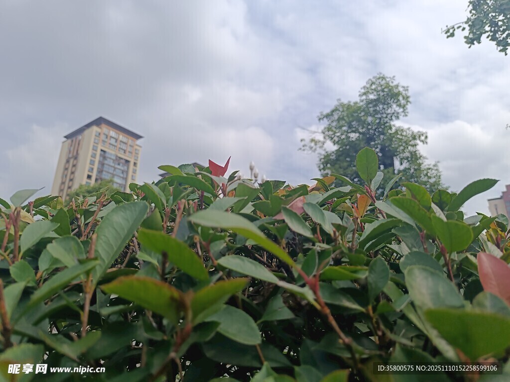 绿叶繁花间的高楼一角