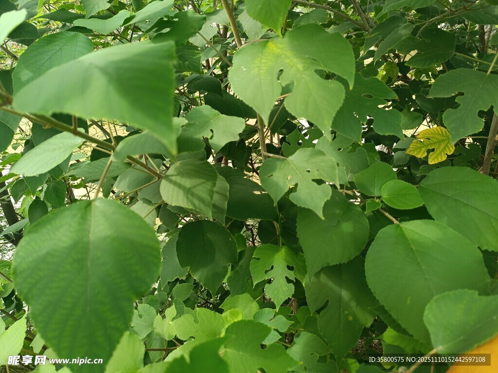 绿叶间的生机景象