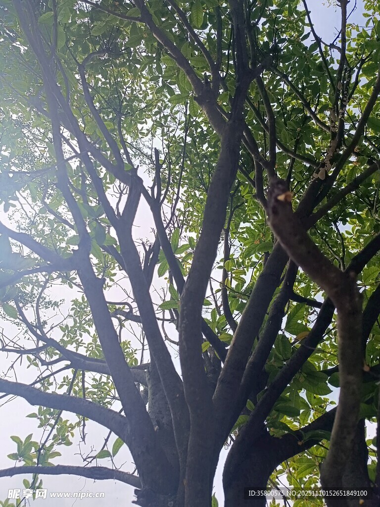 阳光下繁茂的大树