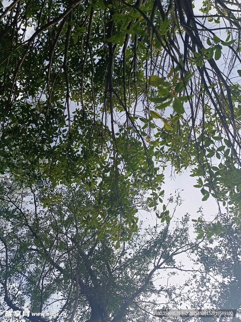 仰视茂密树林枝叶景观