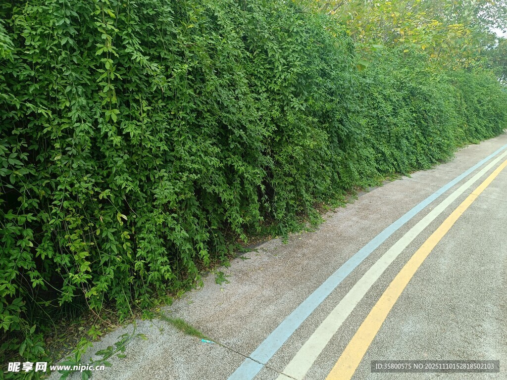 路边繁茂的绿色藤蔓植物