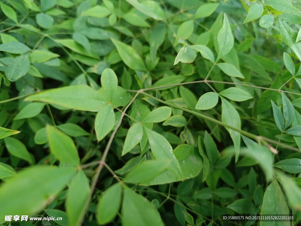 翠绿繁茂的植物枝叶