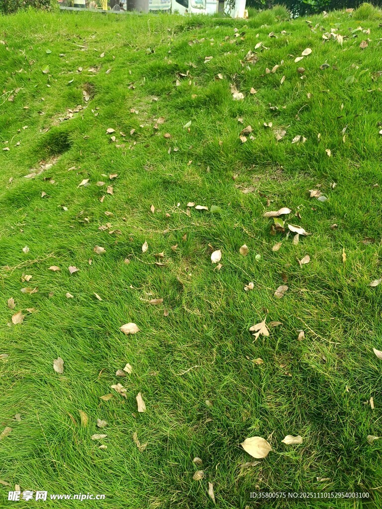 翠绿草地散落白色小花