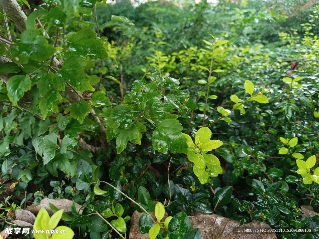 繁茂绿植景观