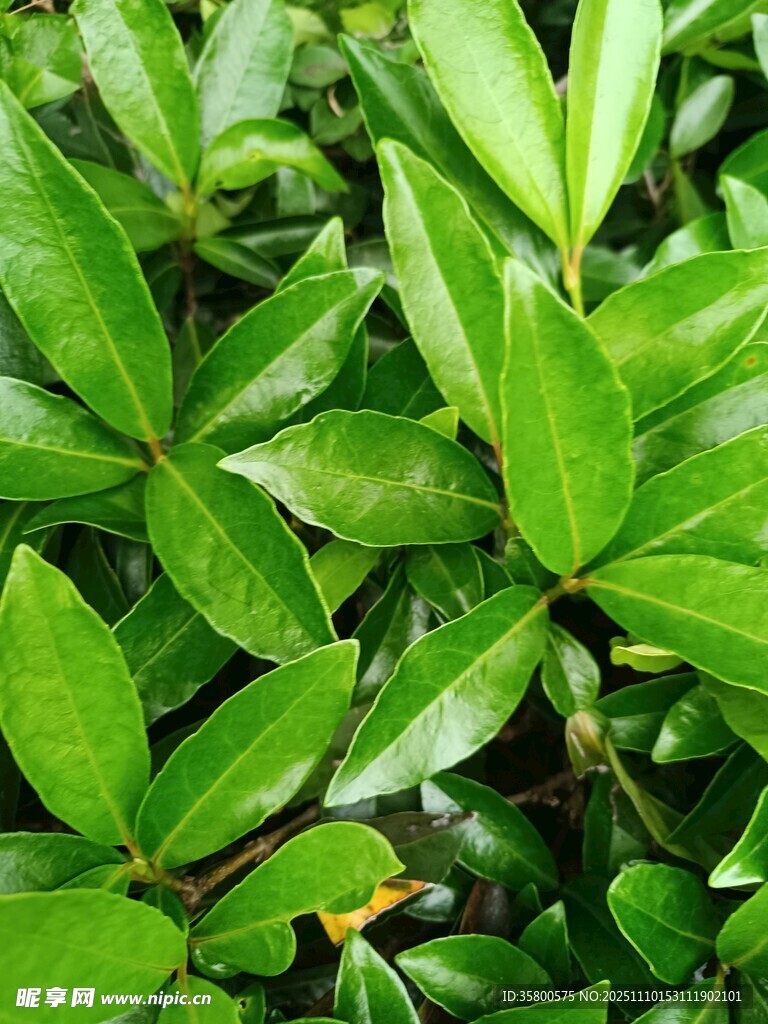 翠绿繁茂的植物叶片