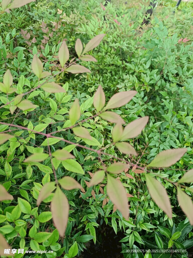 绿叶间的多彩叶片景观