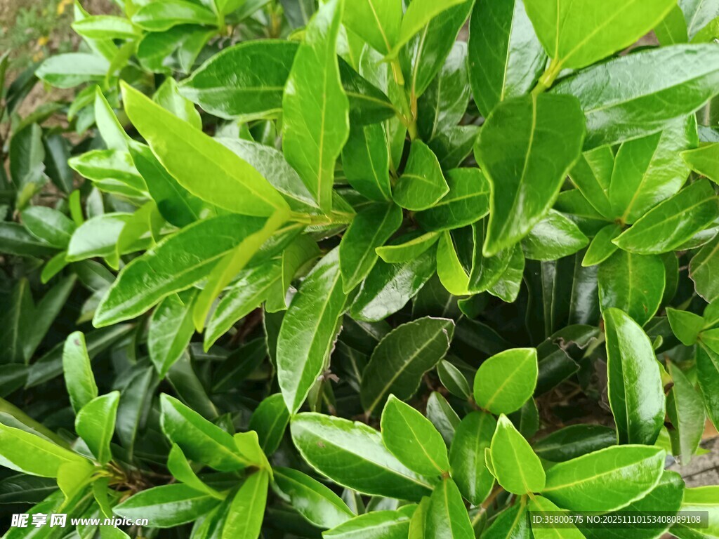 翠绿繁茂的叶片植物