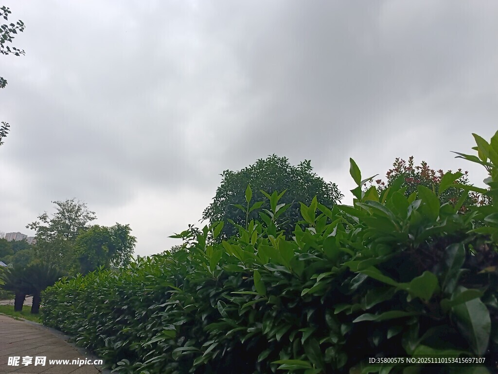 云雾中的茶园小径