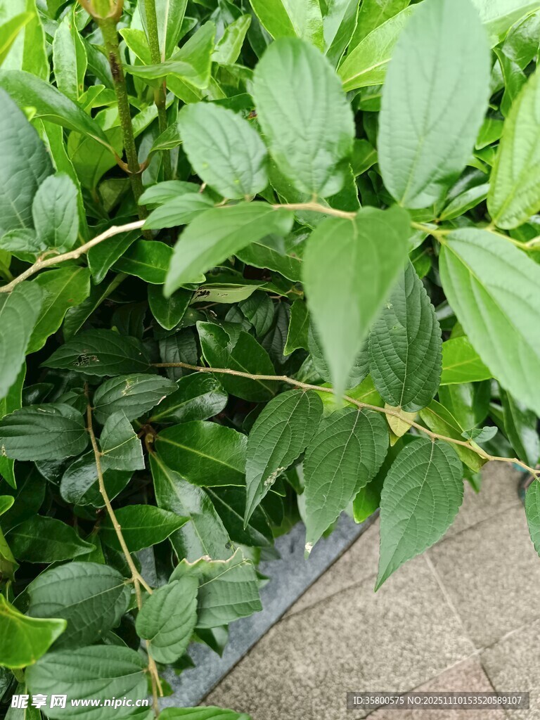 绿叶繁茂的植物景观
