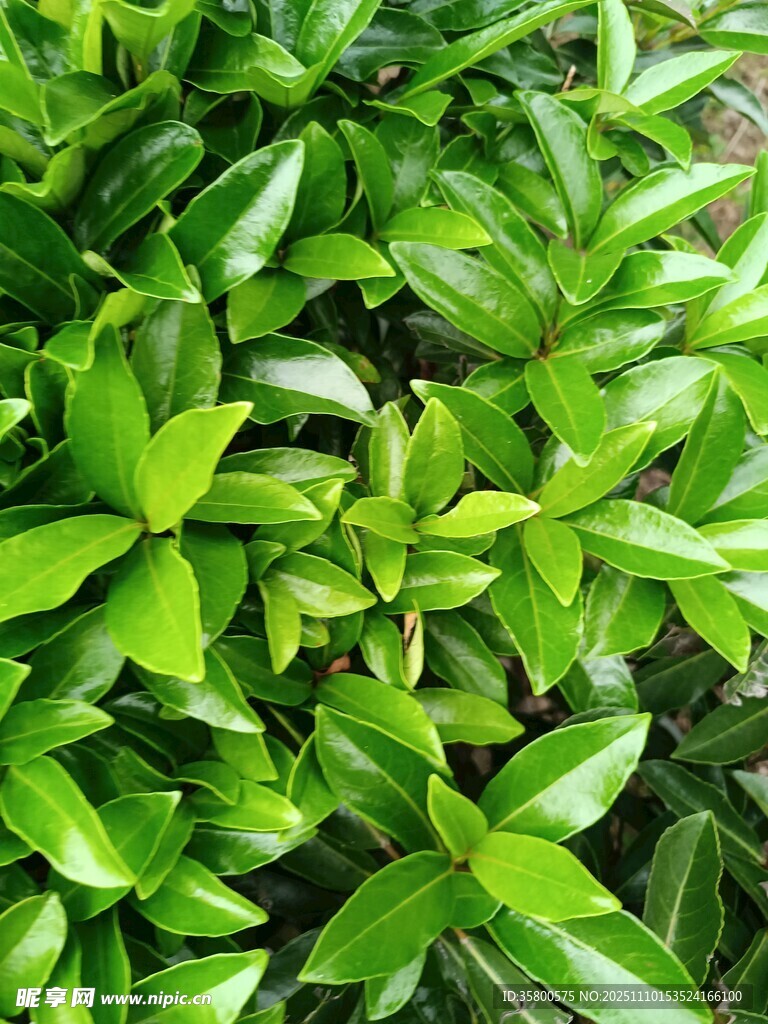 翠绿繁茂的植物叶片