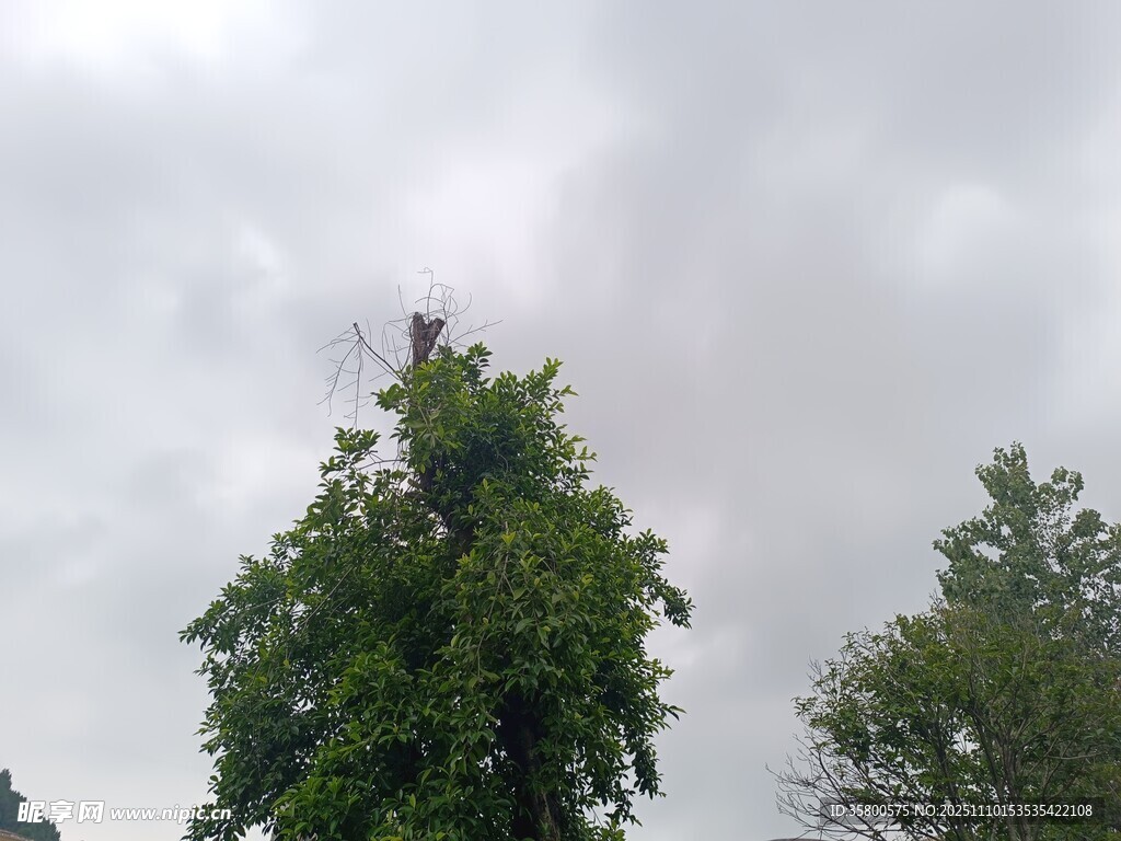 树梢上的天空与绿树