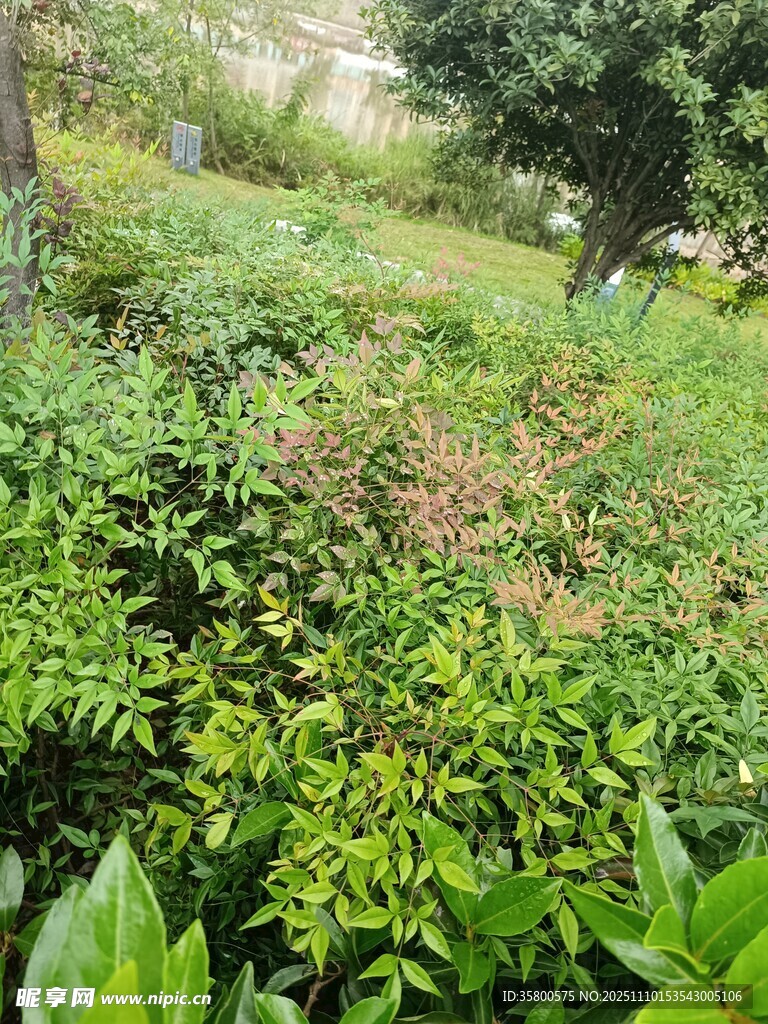 绿意盎然的户外植物景观