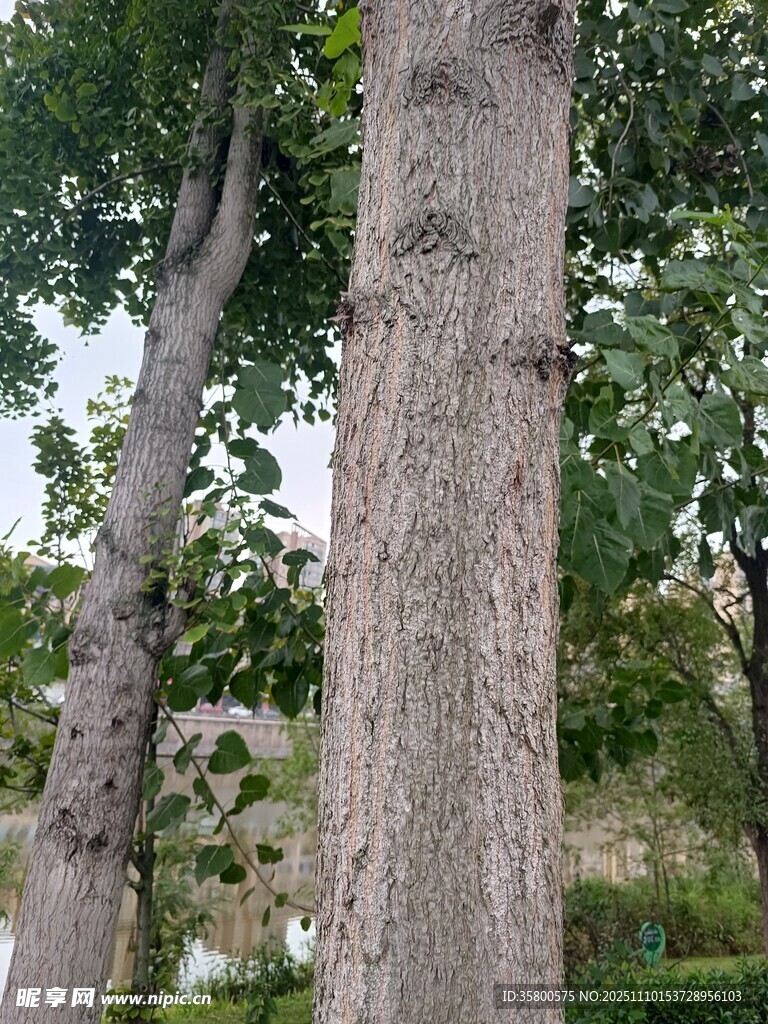 粗壮树干与繁茂枝叶