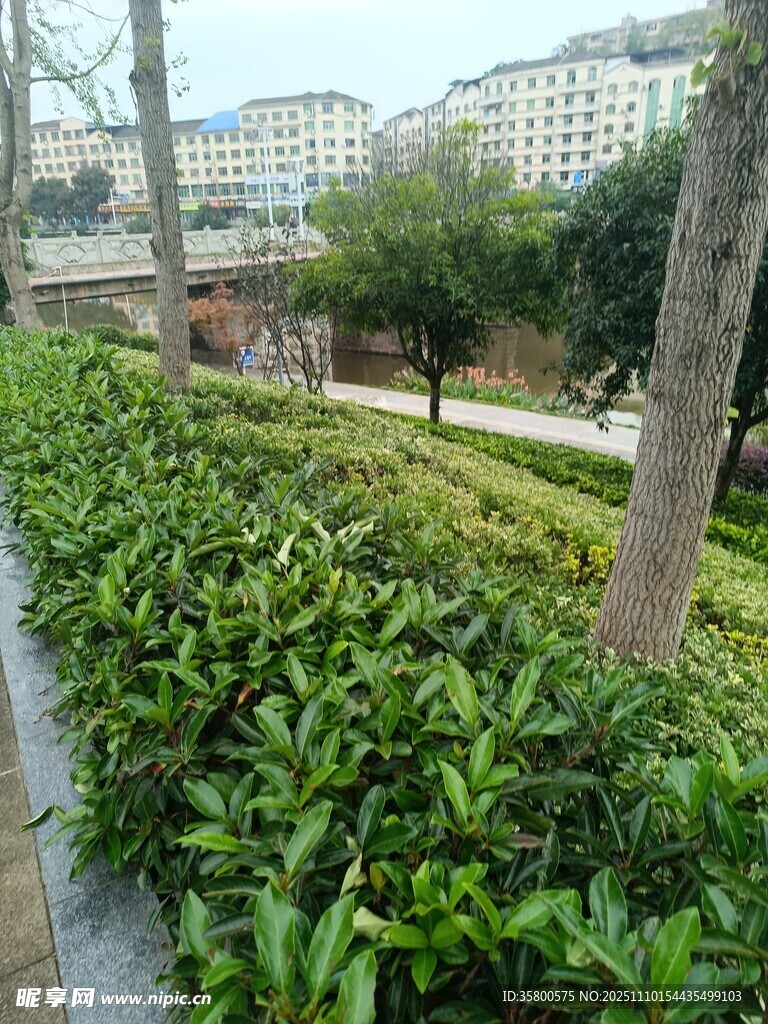 城市绿化带中的葱郁植物