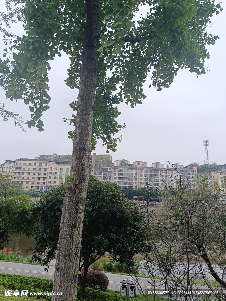 城市公园绿树与建筑景观