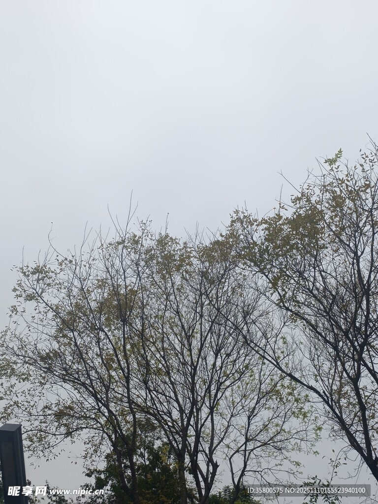 雪覆树木的冬日景象