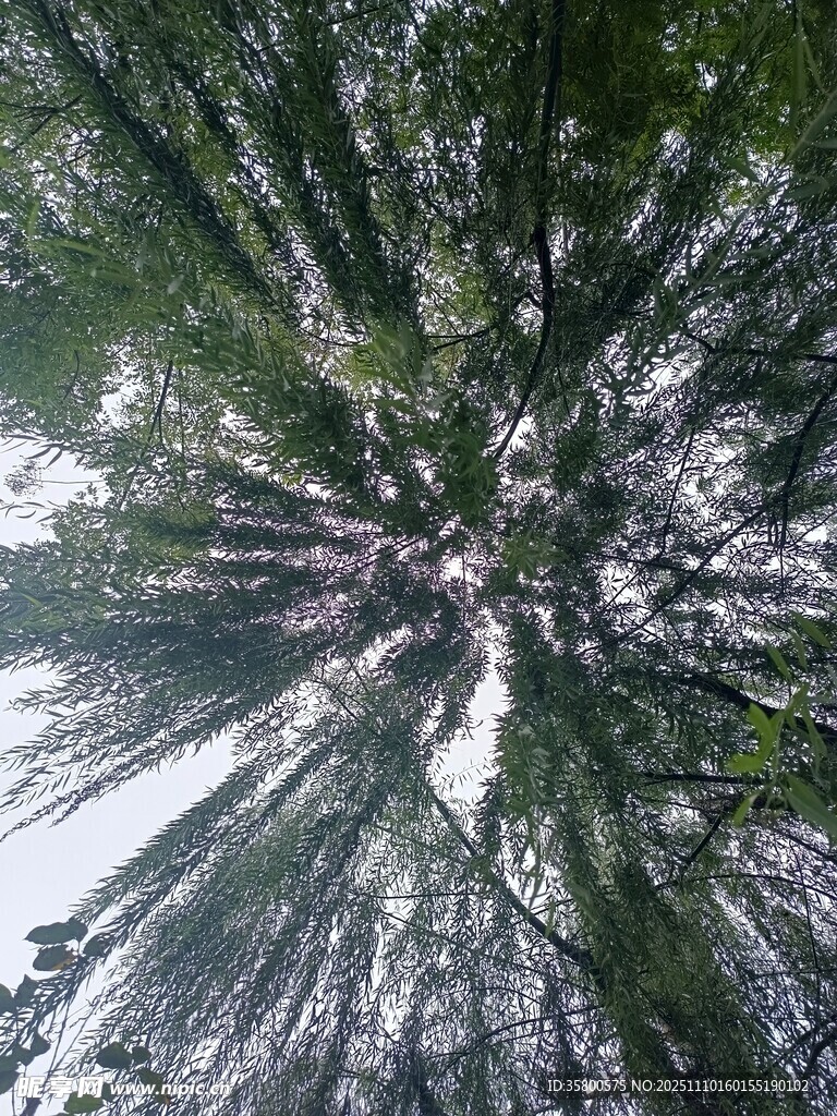 仰视茂密森林树冠