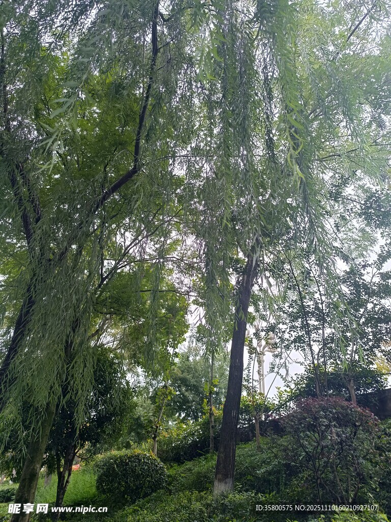 林间绿意盎然的自然景致