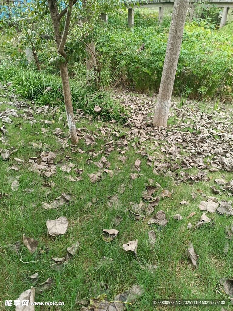 草地落叶与树木景象