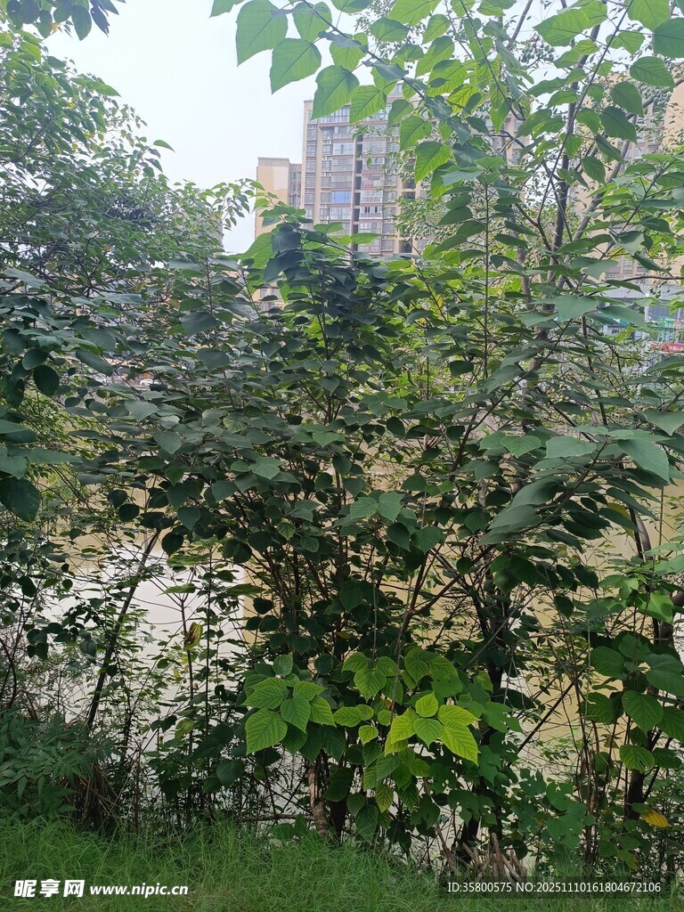 繁茂绿植中的城市景观
