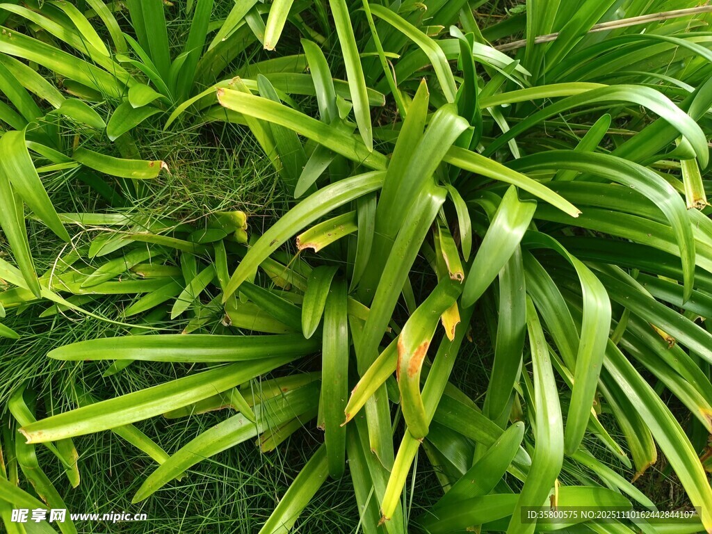 翠绿繁茂的绿植叶片