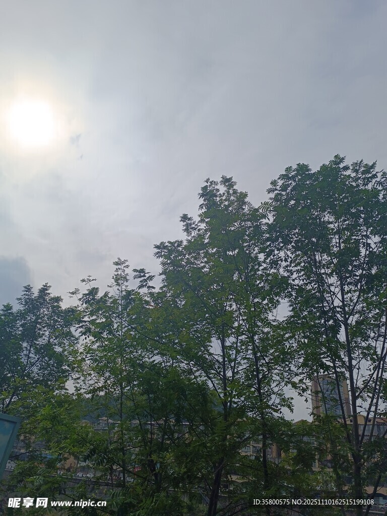 阳光下的绿树景致