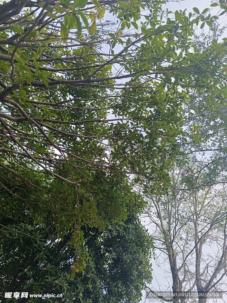 绿叶繁茂的树木景观