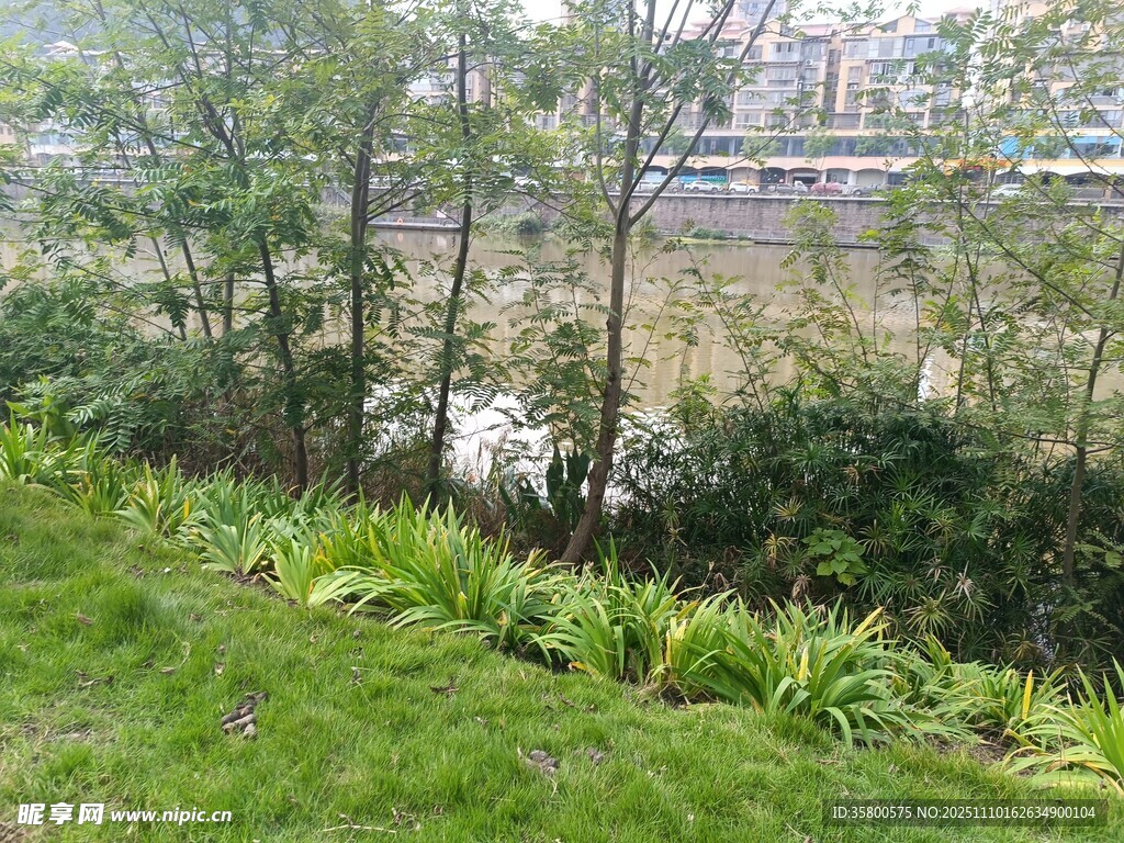 绿意盎然的户外自然景致